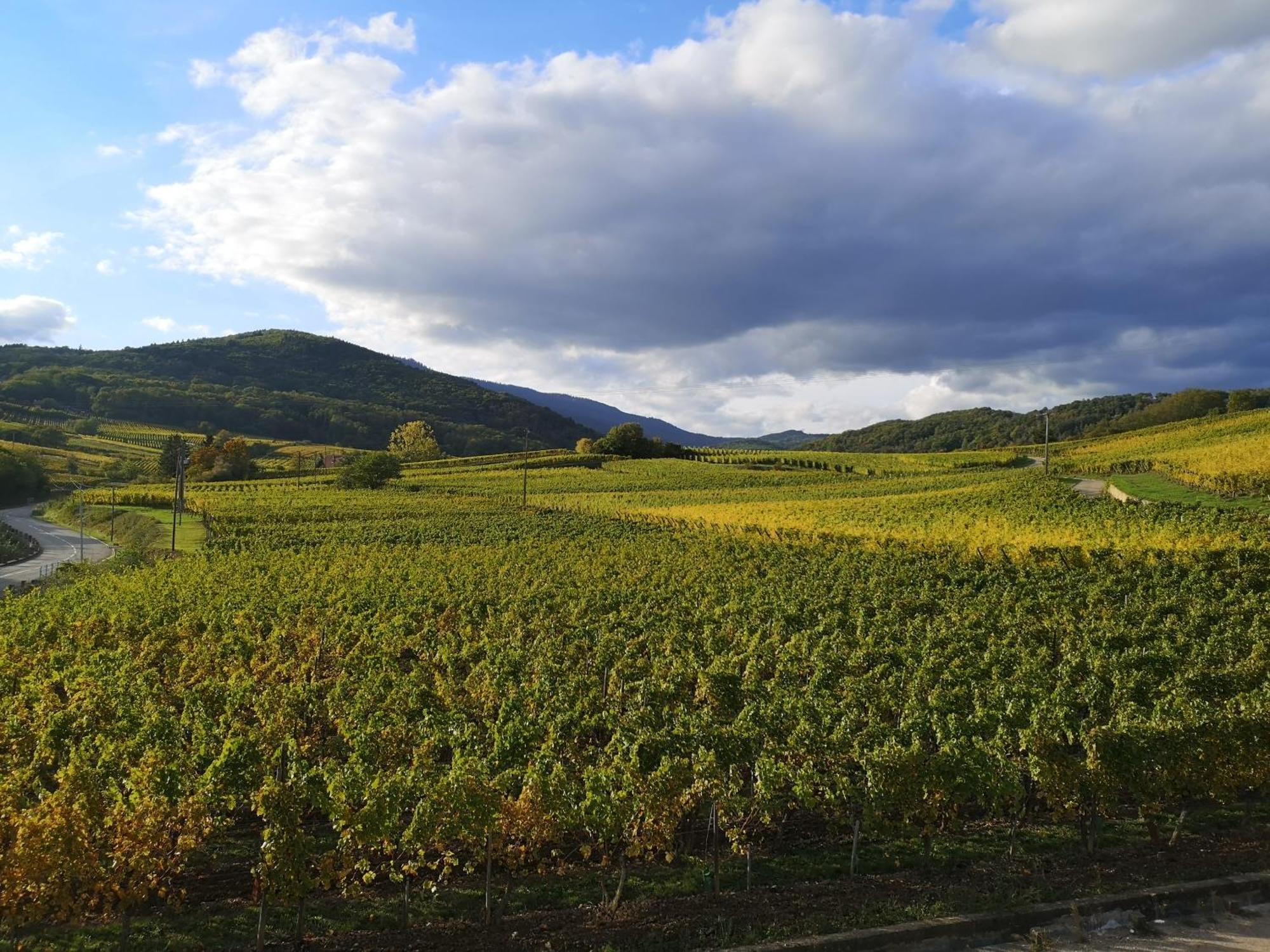 L'Horizon Leilighet Bergheim Eksteriør bilde